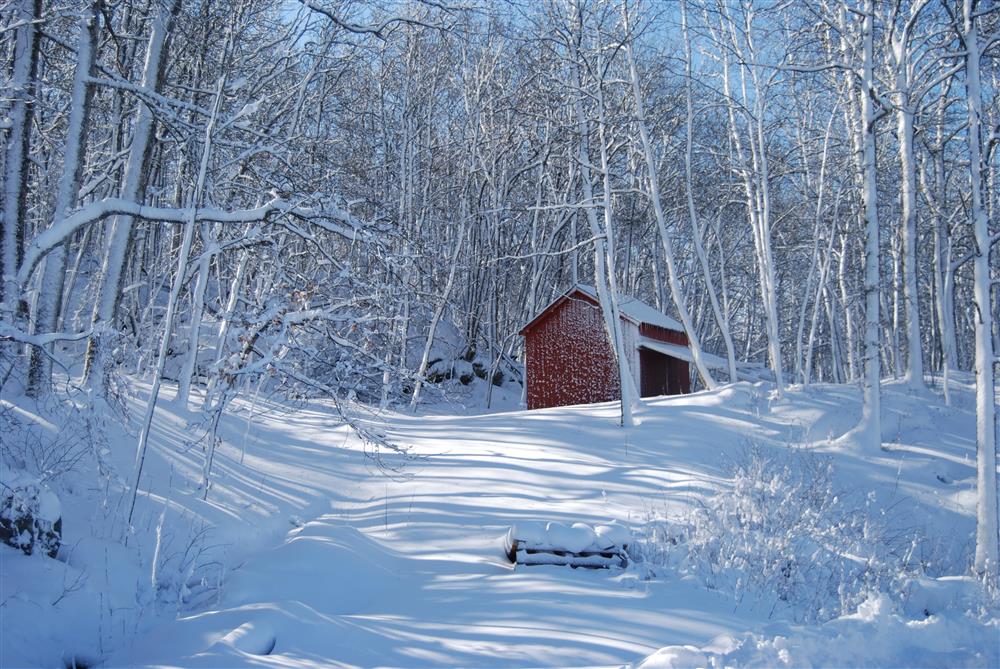 Vinteridyll i skogen - Klikk for stort bilde